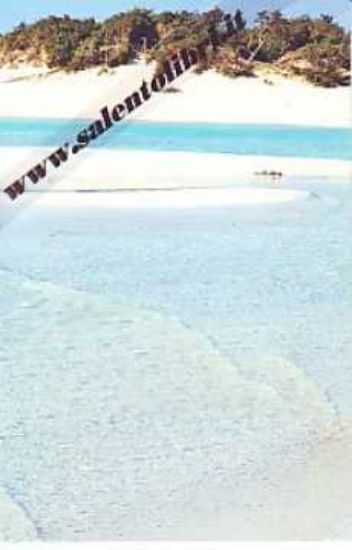 Immagine di CARTOLINA 10 X 17 TORRE CHIANCA - PORTO CESAREO