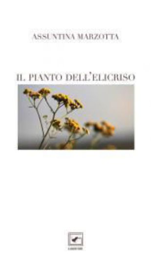 Immagine di IL PIANTO DELL`ELICRISO